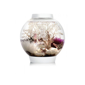 Комплект из 3-х морских звезд ps0602077 Аксессуары и декор в POOLSONIA. Тел: +38 (093) 667 00 03. Доставка, гарантия, лучшие цены!, фото1