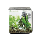 Комплект из 3-х морских звезд ps0602077 Аксессуары и декор в POOLSONIA. Тел: +38 (093) 667 00 03. Доставка, гарантия, лучшие цены!, фото2